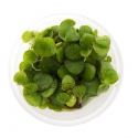 Eco Plant - Limnobium laevigatum - in vitro plant small cup